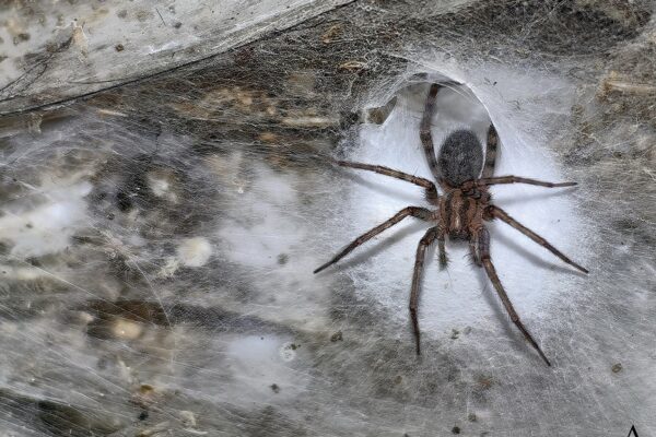 Tegenaria domestica in Sulfur Cave. A female next to a funnel shaped hole in the colonial spider web.
