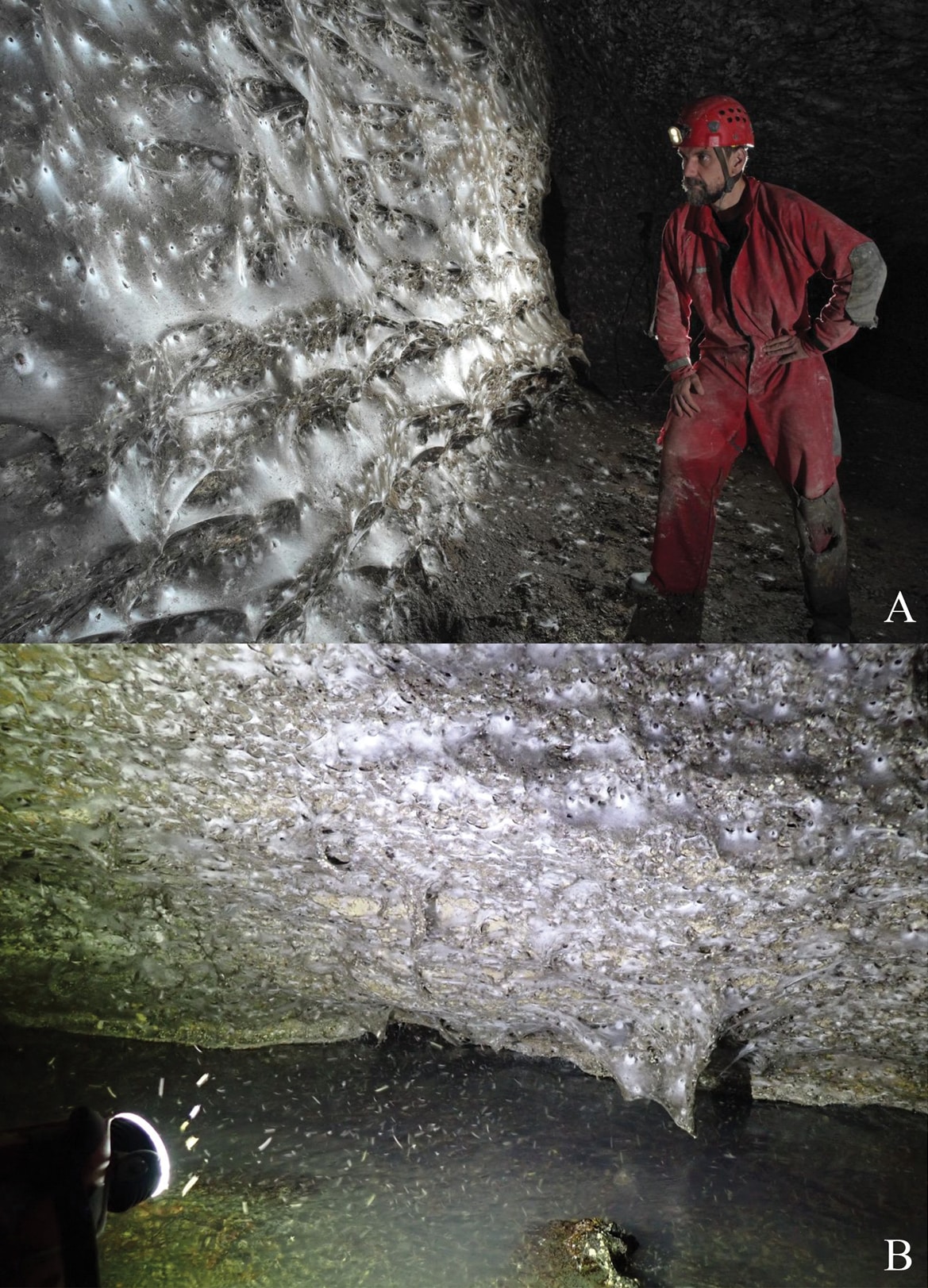 The colonial spider web in Sulfur Cave