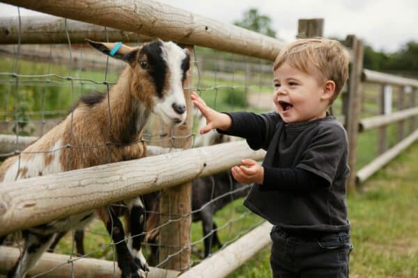 A young child pets a goat on a petting zoo or farm