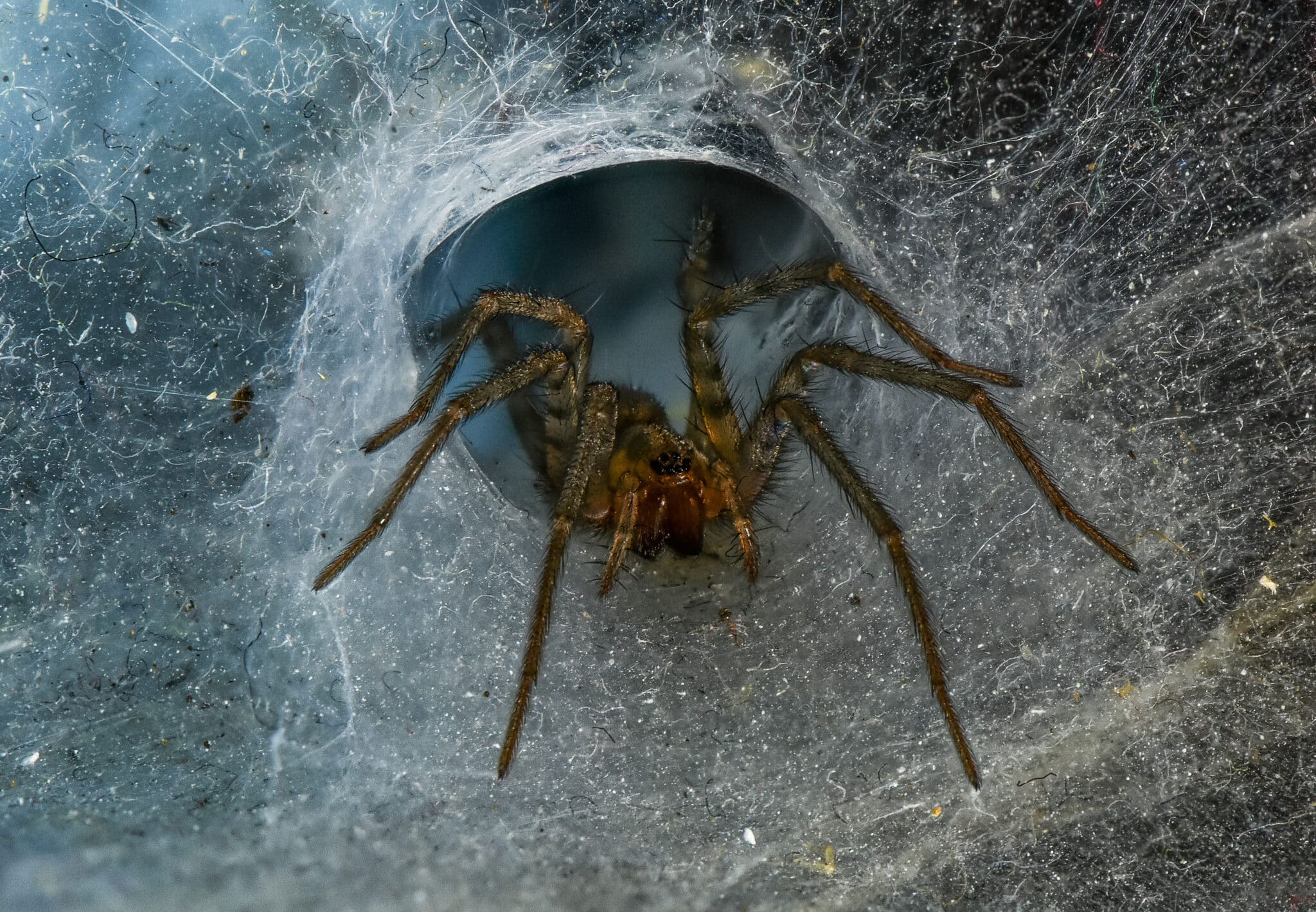 The domestic house spider is also known as the barn funnel weave Here we see one in its web.