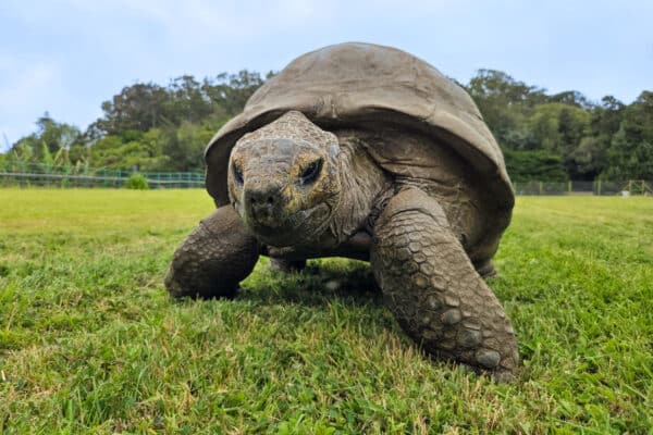old tortoise