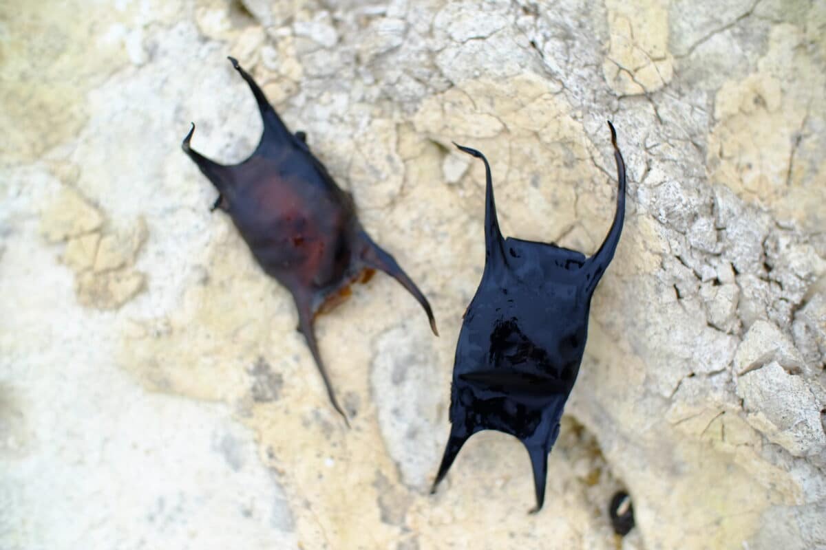Skate eggs