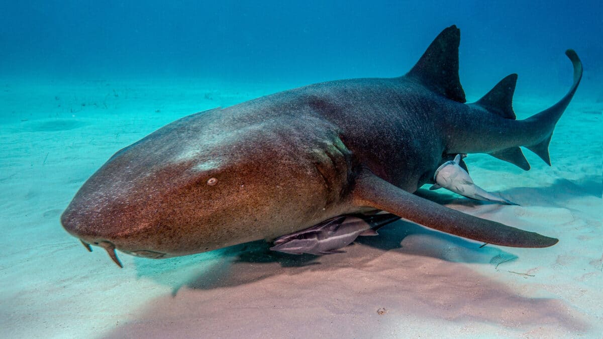 Nurse shark