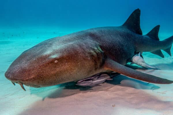 A nurse shark rests on the ocean floor