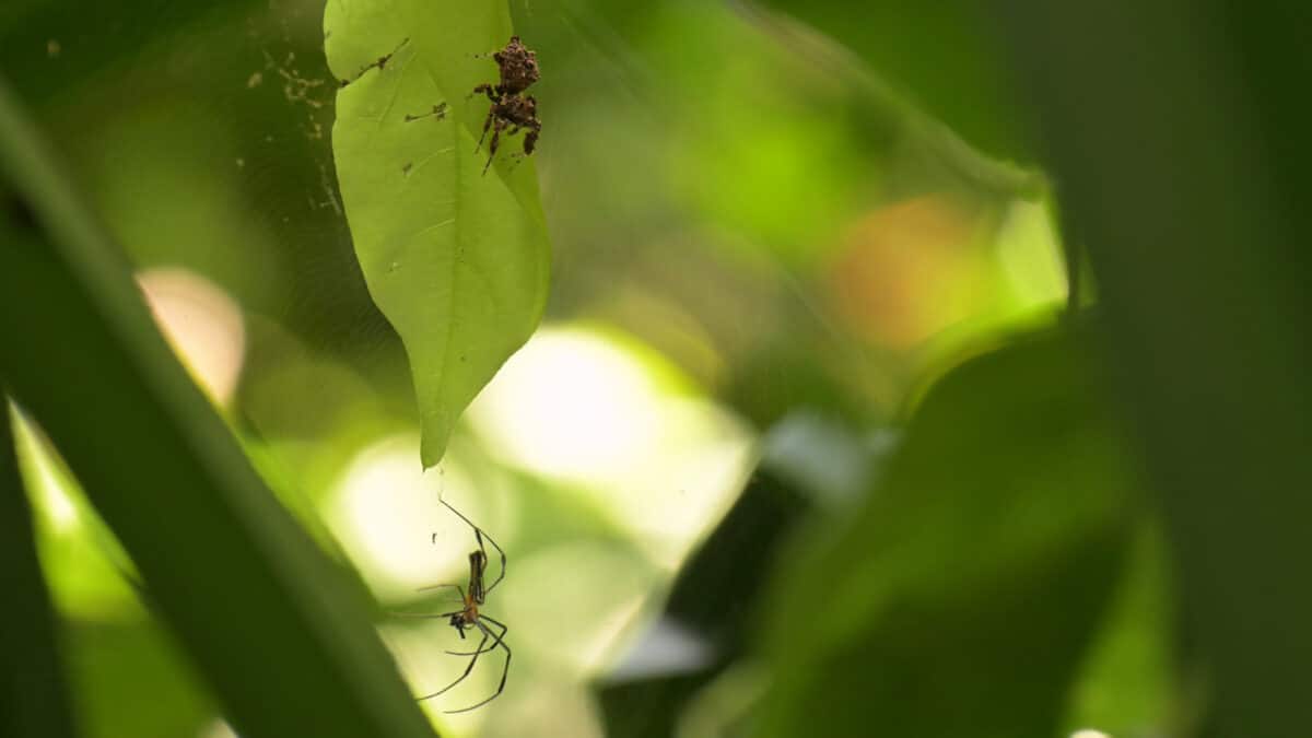 spider sleep