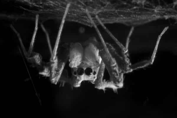 spider sleep