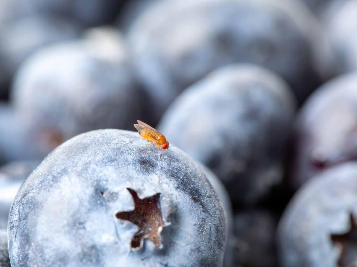 SWD_Blueberry_3