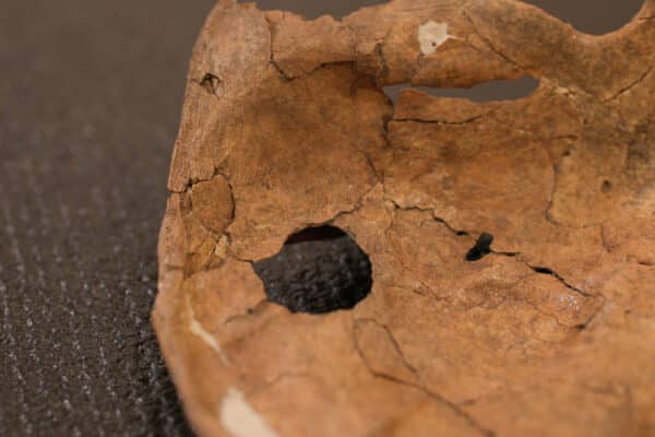 Scapula Neanderthal