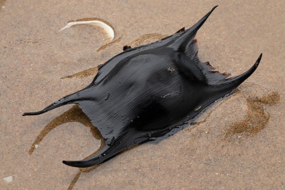 Black egg case or egg capsule of a skate on sand on the beach.