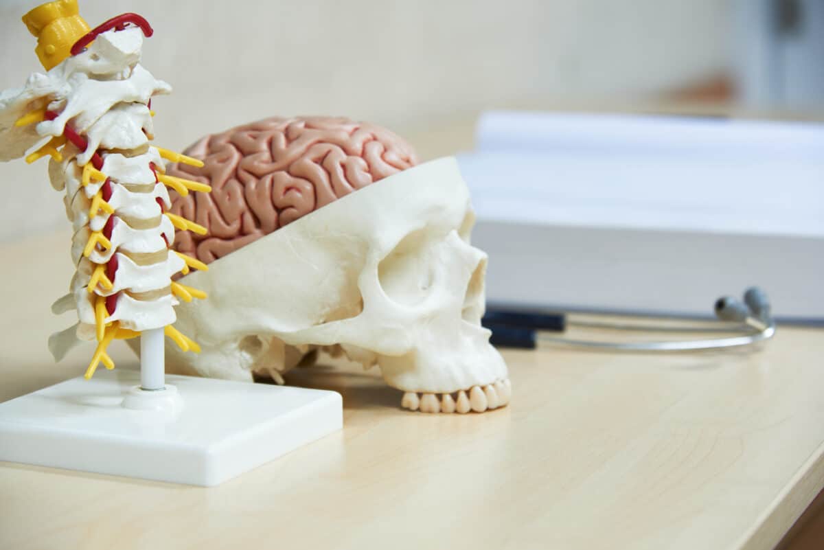 Cervical spine and brain in skull model.