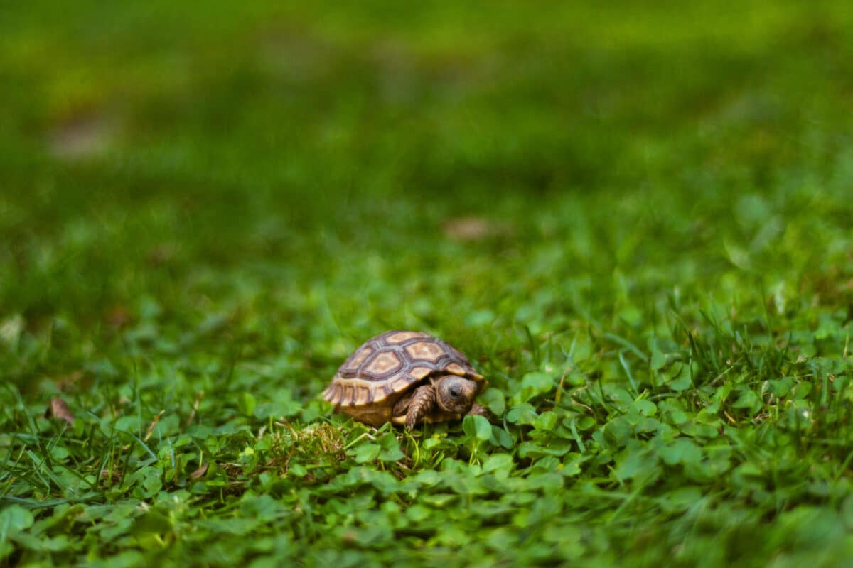 Tiny turle