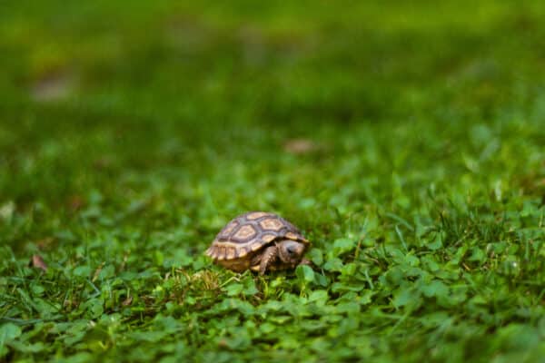 Tiny turtle walking