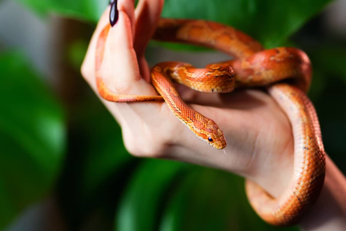 Corn snake wrapped around woman hand