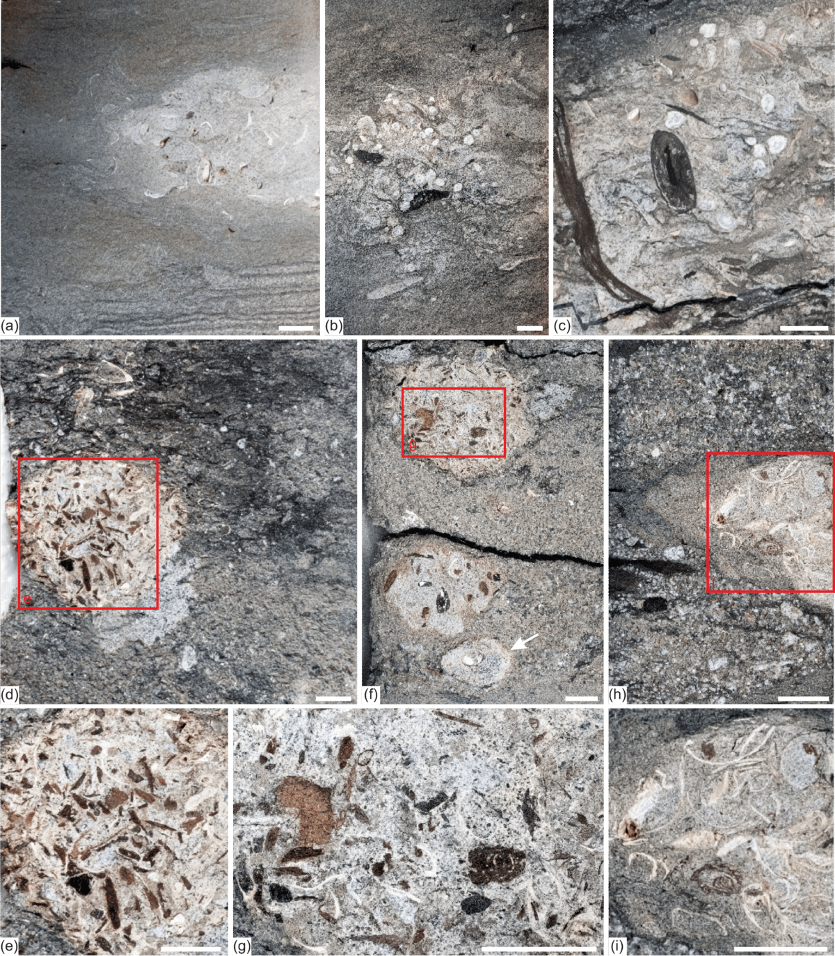 Panel A: A photo showing a poorly constrained clump with complete and fragmented bivalve shells together with plant debris. Panel B: A photo displaying a large clump with a diffuse boundary, containing shell fragments of bivalves, an articulated brachiopod shell, and large plant fragments with partly attached brachiopods at the center. Panel C: A photo similar to Panel B, highlighting twigs. Panel D: A photo of an erosional abraded clump with small, rounded shell and plant fragments. Panel E: A close-up photo of the erosional abraded clump from Panel D. Panel F: A photo showing the counterpart of Panel D with two abraded clumps with worn bioclasts in a sandy matrix, together with a belemnite indicated by an arrow. Panel G: A close-up photo of the counterpart from Panel F. Panel H: A photo of a clump with a defined margin and sandy matrix. Panel I: A close-up photo of the clump from Panel H.
