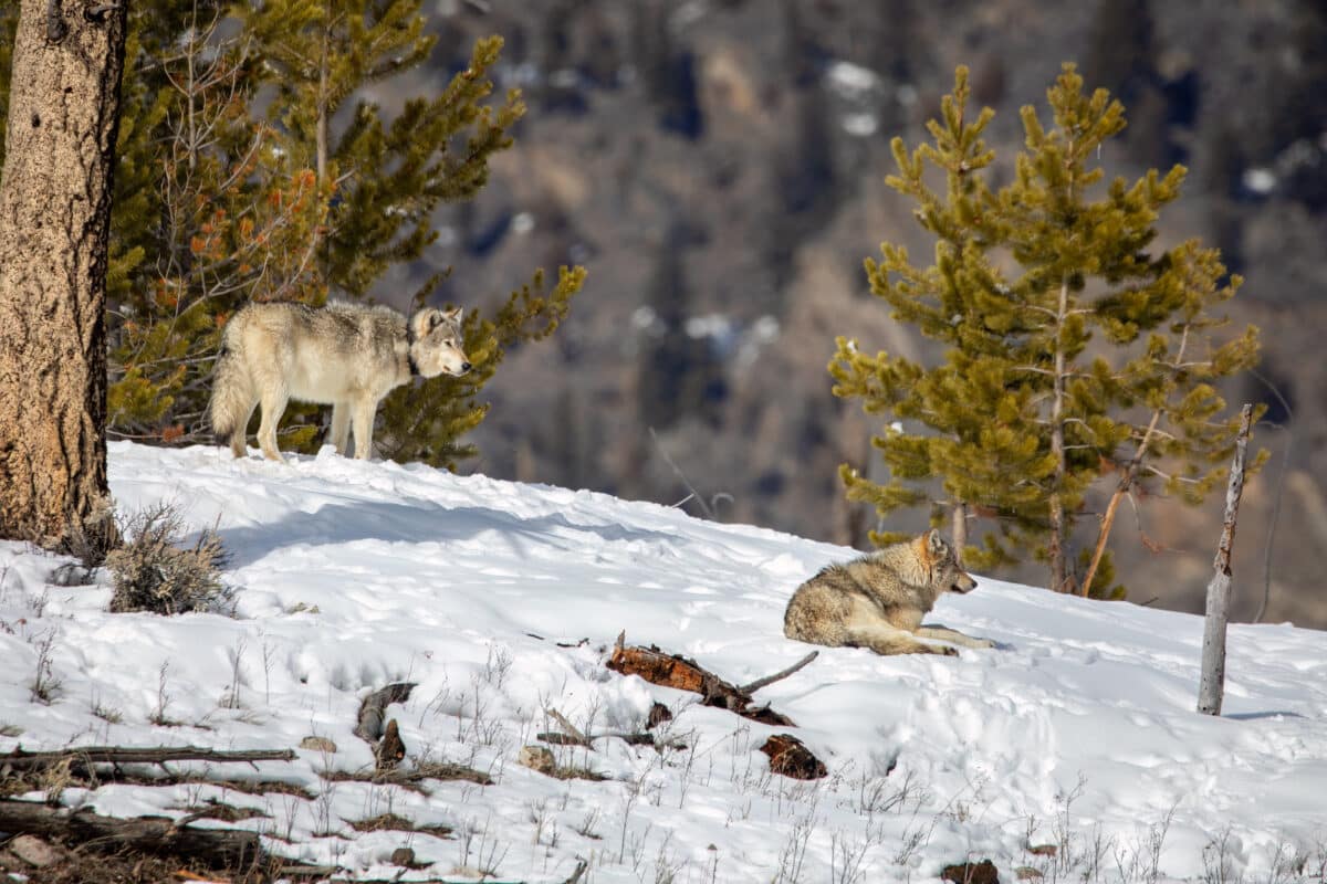 Members of the Wapiti gray wolf pack at Yellowstone National Park scout out a ridge on a cool winter morning.