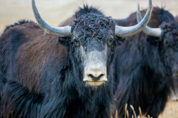 Adult bull of Tibetan yak on a mountain pasture in close-up