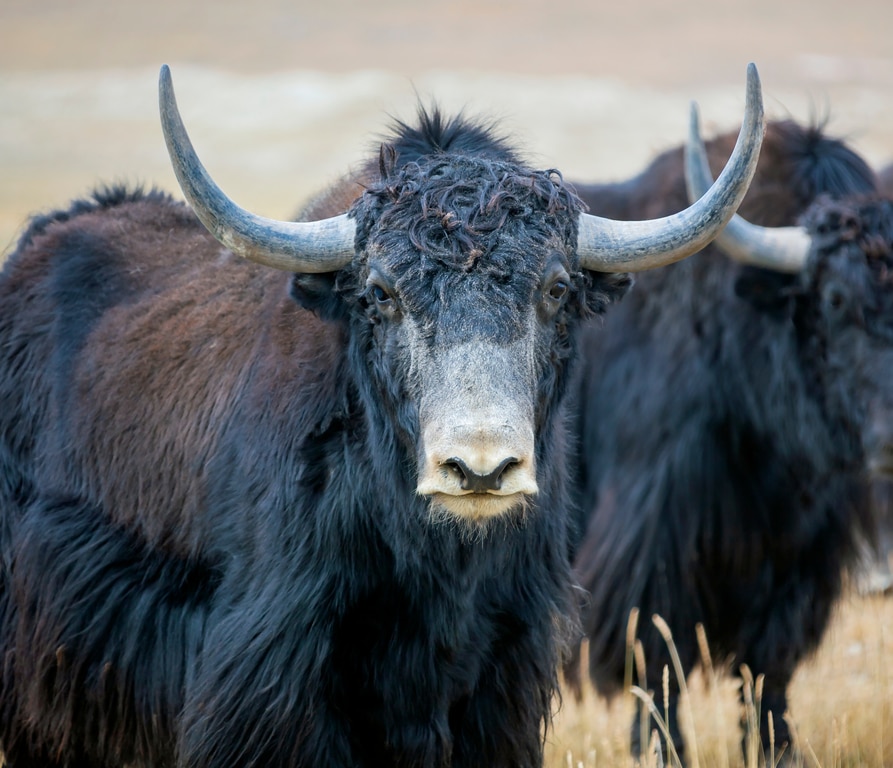 Adult bull of Tibetan yak on a mountain pasture in close-up.