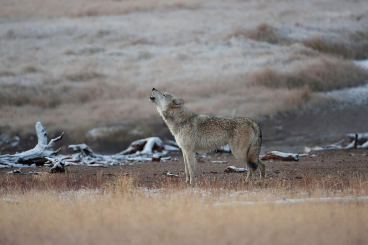 Wild Gray Wolf in Yellowstone National Park