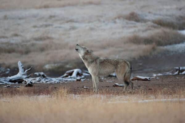 Wild Gray Wolf in Yellowstone National Park