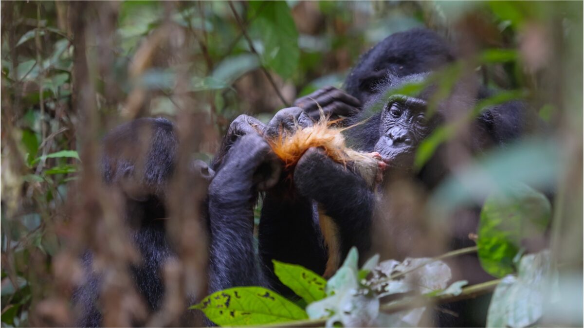 bonobo-female-meat-sharing-2-Victor-Amman