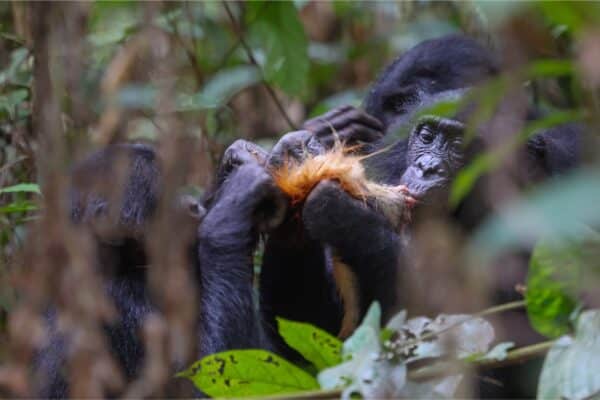 bonobo