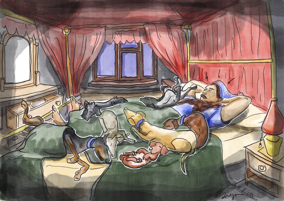 dog in bed