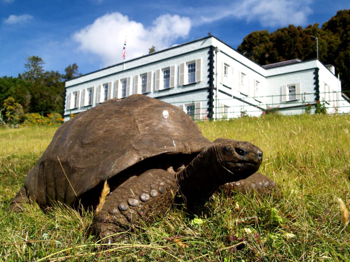 old tortoise