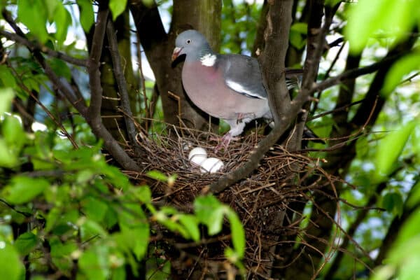 wild pigeon and nest