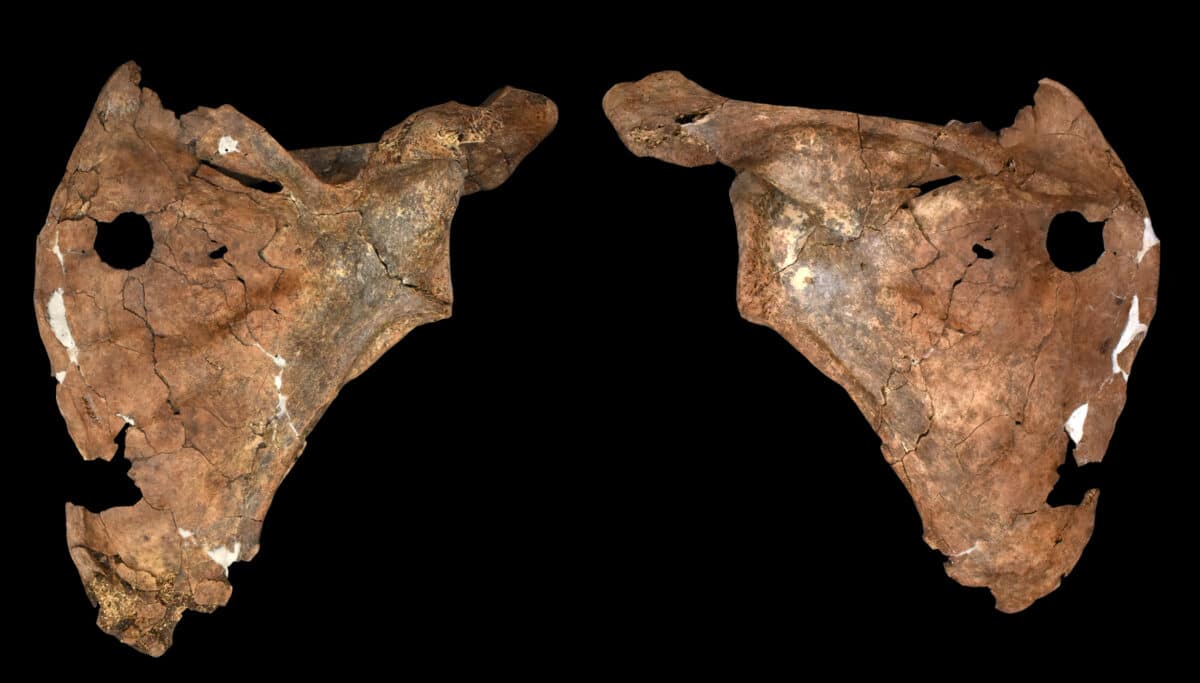 scapula