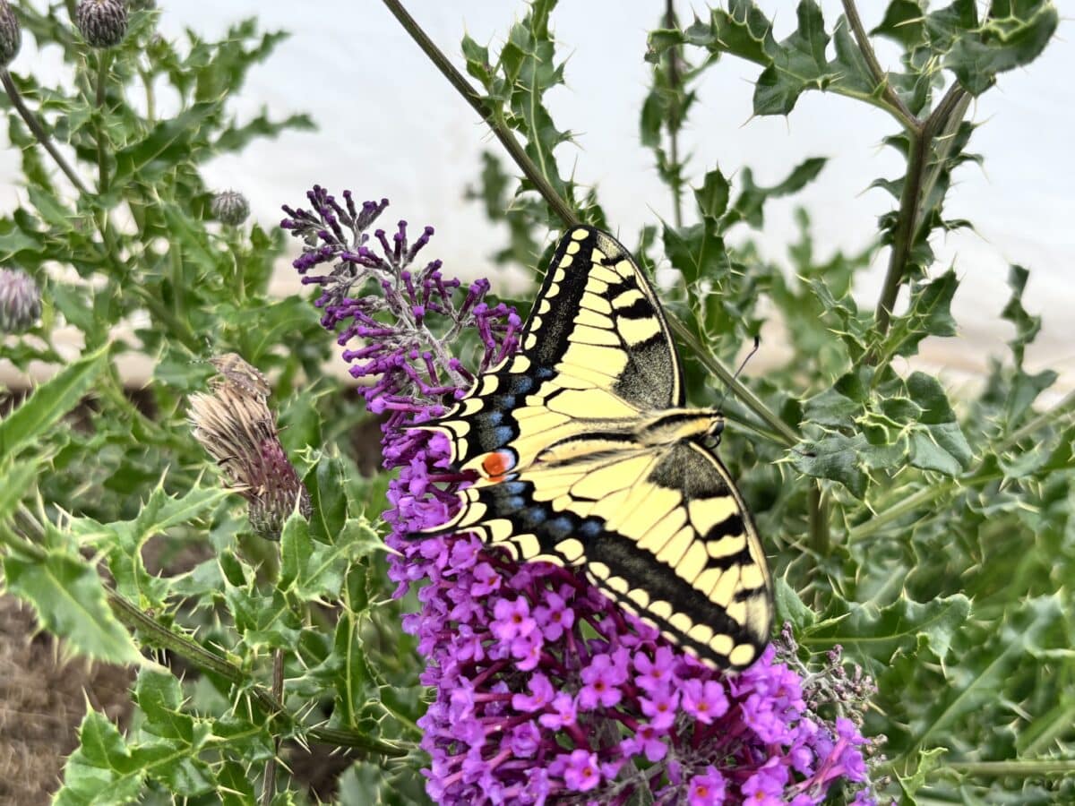 swallowtail butterfly