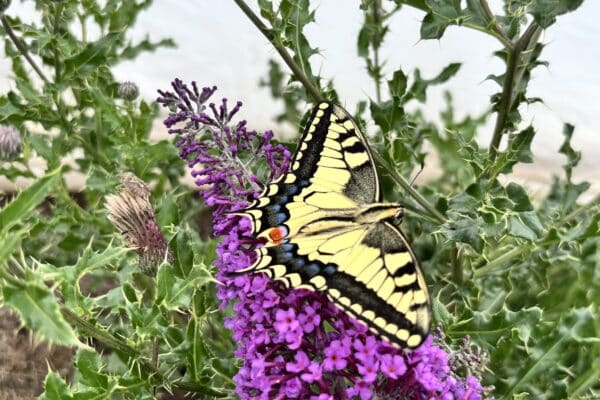 swallowtail butterfly